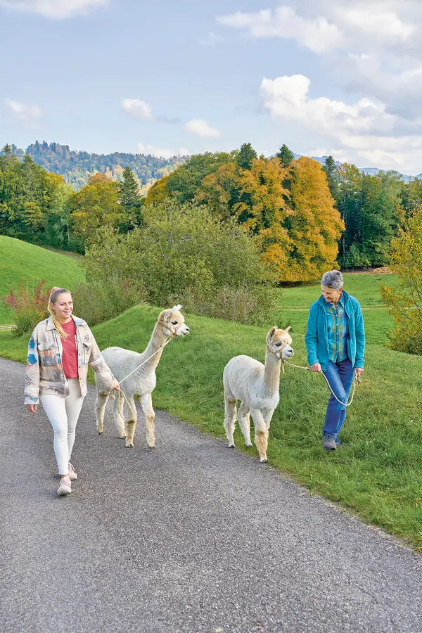 Zwei Damen spazieren mit jeweils einem Alpaka in der frischen Natur.