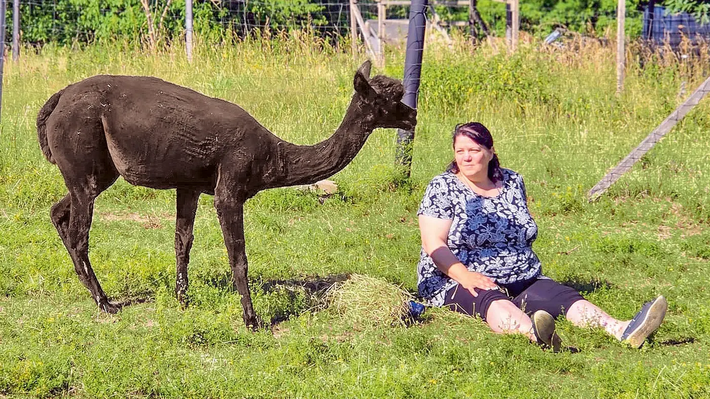 Eine Dame sitzt auf der Wiese mit einem Alpaka. 