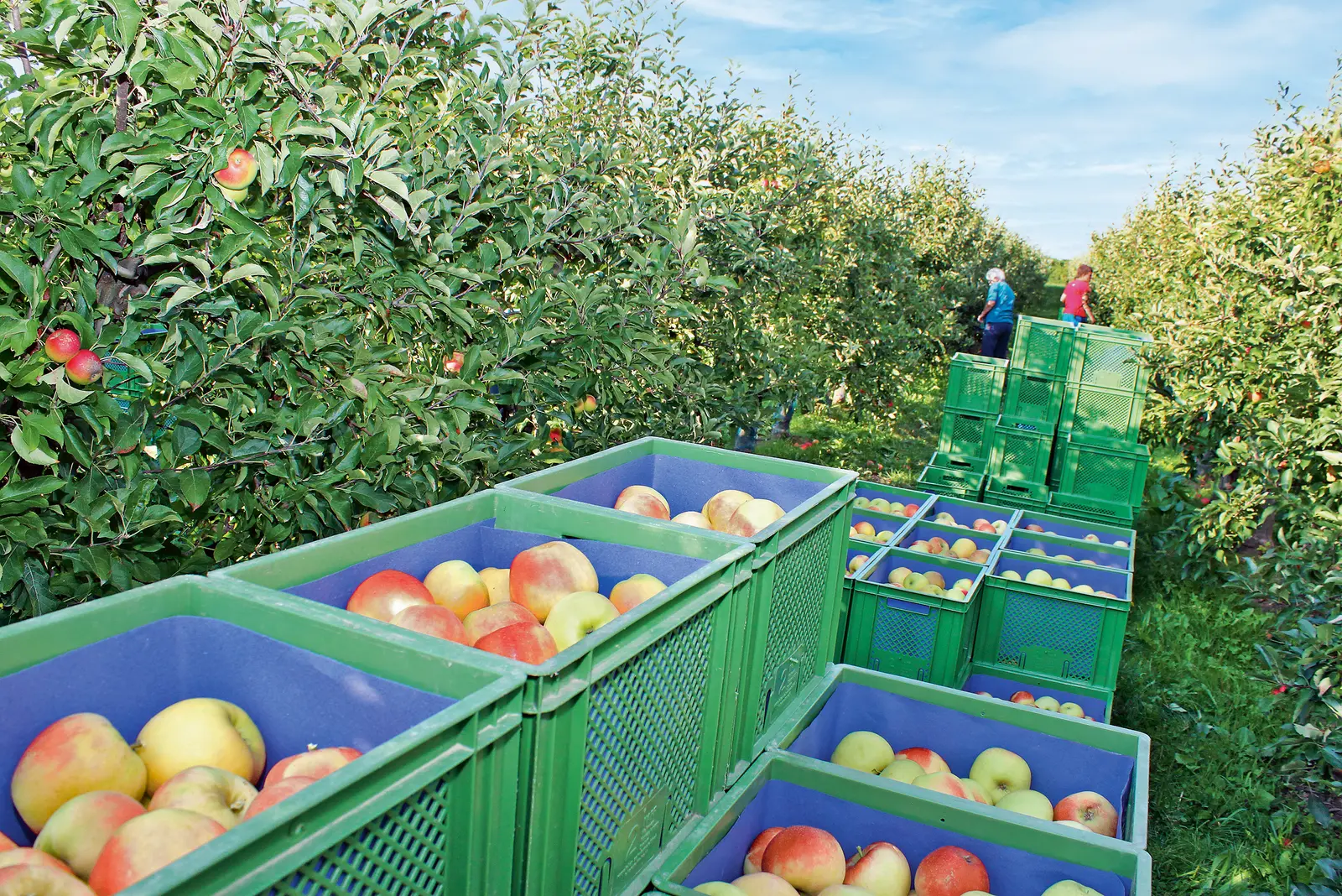 Äpfel werden bei der Ernte im Korb eingesammelt. 