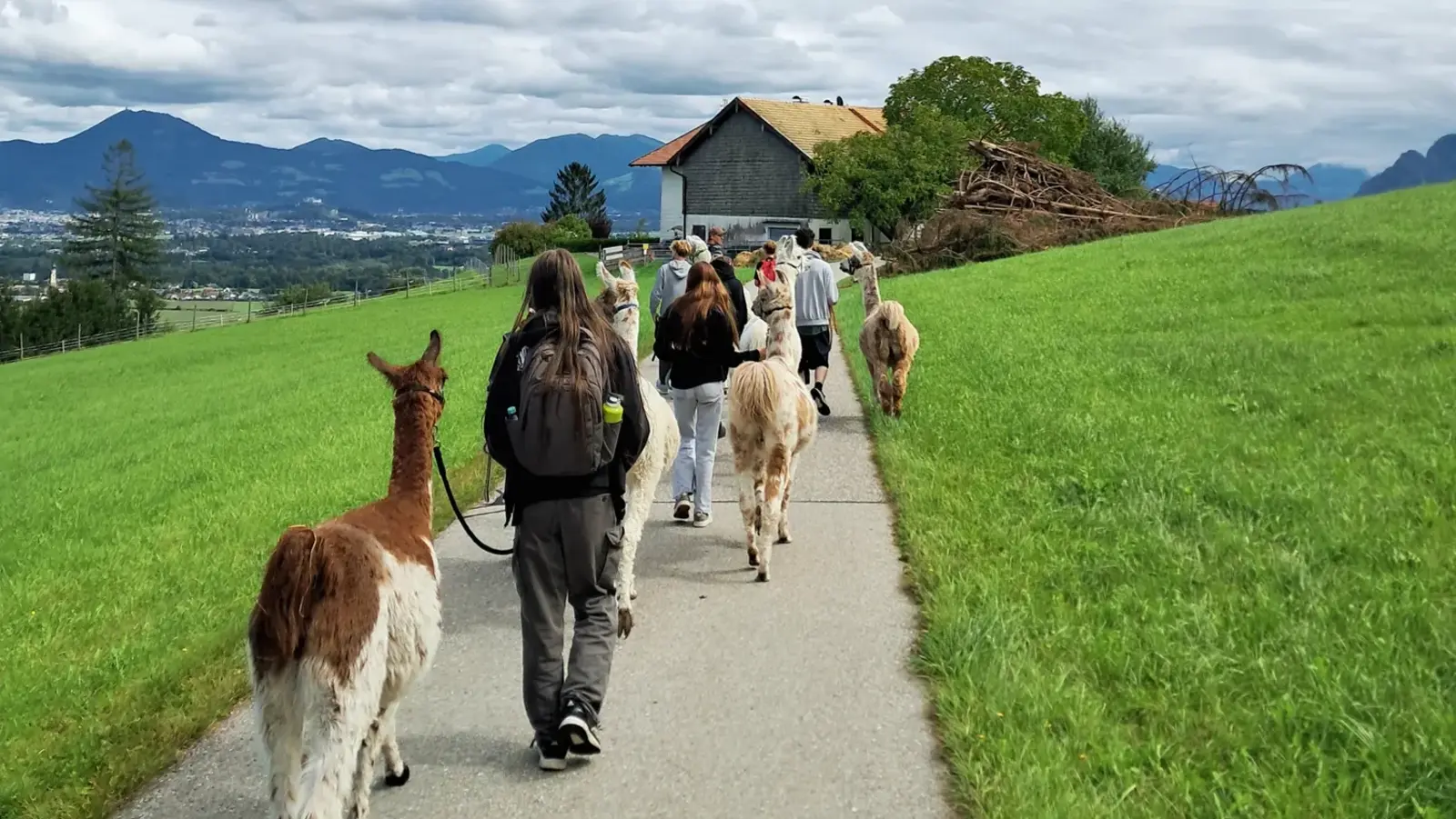 Menschen führen mehrere Lamas auf einem Weg durch eine grüne Landschaft mit Bergen im Hintergrund