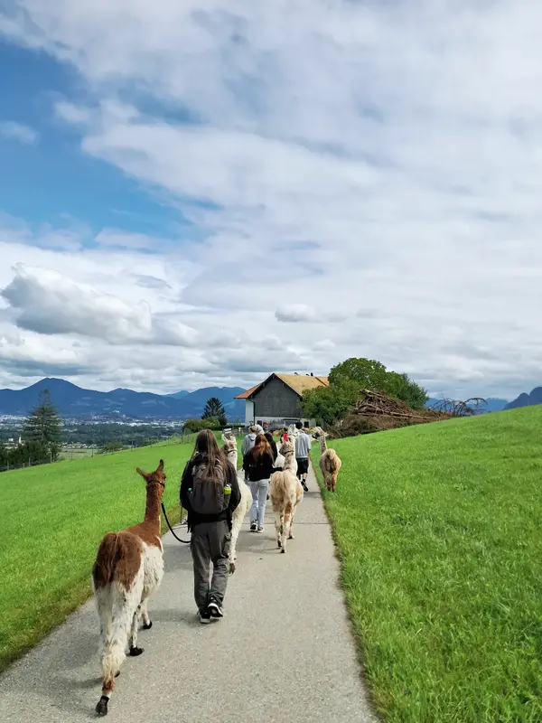 Menschen führen mehrere Lamas auf einem Weg durch eine grüne Landschaft mit Bergen im Hintergrund